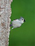 Tufted Titmouseborder=